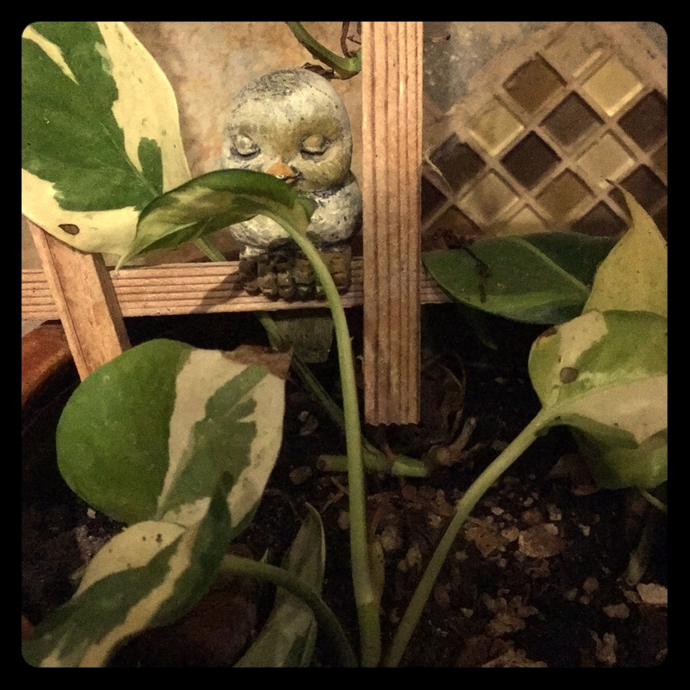 Meet your Posher, Anabel